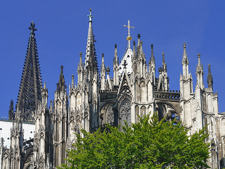 Fotos Kölner Dom mit Baum | Köln